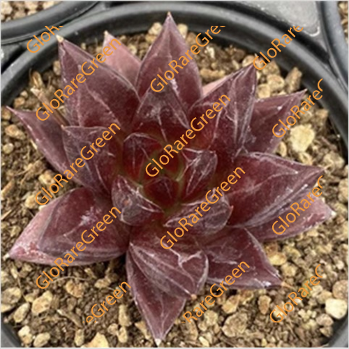 Echeveria Red Soul (6cm Plant Size 1 head)-Oct Group Buy