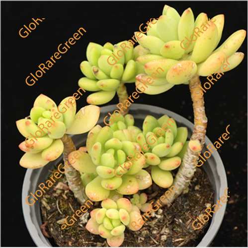 Sedum Shangri-La (8CM Plant Size )-Oct Group Buy