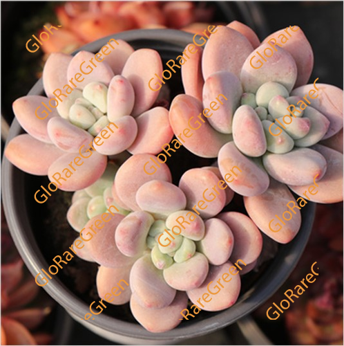 Pachyphytum Roxane (10cm Plant Size )-Oct Group Buy