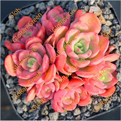 Echeveria Nobel (6cm Plant Size )-Oct Group Buy