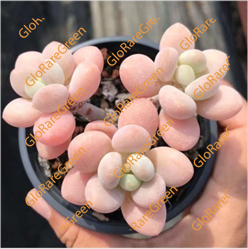 Pachyphytum Jennie Beauty (6CM Plant Size cluster)-Oct Group Buy