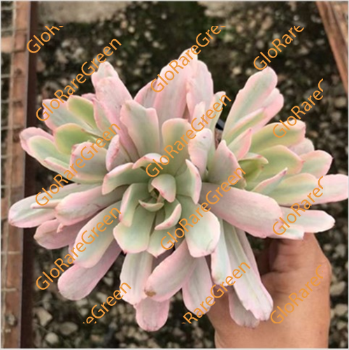 Flower Cart var (7cm Plant Size cluster)-Oct Group Buy