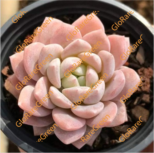 Dream of Snow (5-6cm Plant Size 1 head)-Oct Group Buy