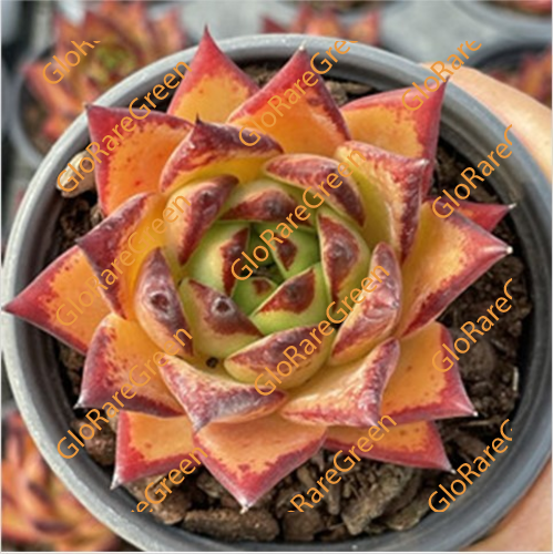 Echeveria agavoides ‘Lipstick’ (6-8cm Plant Size 1 head)-Oct Group Buy