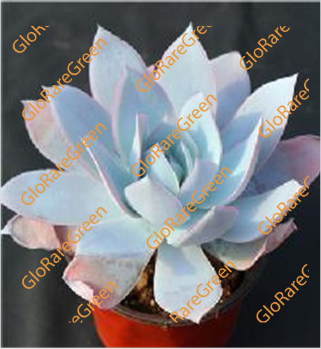 Echeveria Cante Glass & Mendoza-Garcia (12CM Plant Size 1 head)-Oct Group Buy