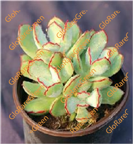 Cotyledon Choco (9cm Plant Size cluster)-Oct Group Buy