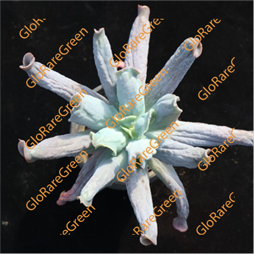 Echeveria 21232 (6-8cm Plant Size 1 head)-Oct Group Buy