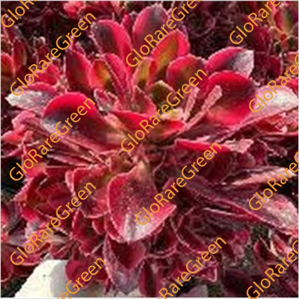 Aeonium Princess (15cm Plant Size Cluster) - Spring Group Buy