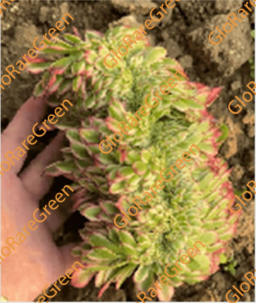 Aeonium Copper Kettle cristata (15m Plant Size) - Spring Group Buy