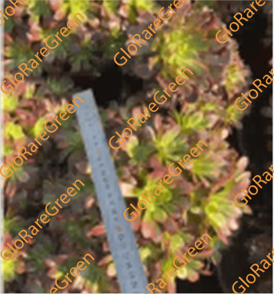 Aeonium Anna cluster (20m Plant Size) - Spring Group Buy