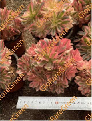 Aeonium Pink Witch (15cm cluster) - Spring Group Buy