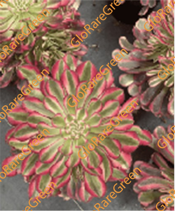 Aeonium Zwartkin Super White var (10cm cluster) - Spring Group Buy