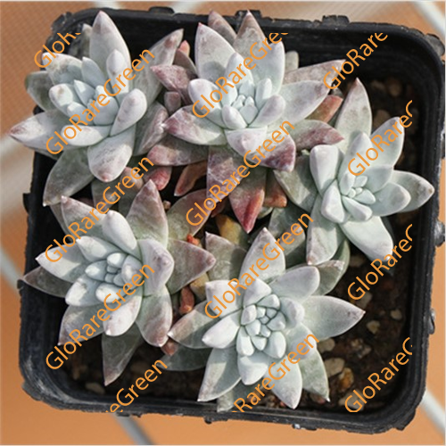 Dudleya Gnoma (6 cm Plant Size cluster)-Oct Group Buy