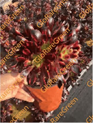 Aeonium Super Bang cluster - Spring Group Buy
