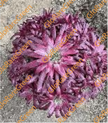 Aeonium Phoenix Flame var cluster - Spring Group Buy