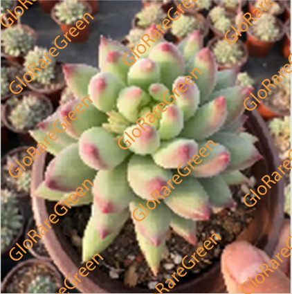 Echeveria Corn Poppy (10cm Plant Size 1 head)