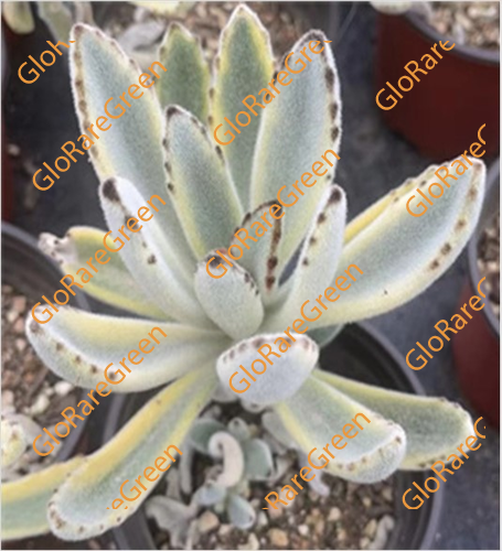 Bunny Ear var (10cm Plant Size 1 head)-Oct Group Buy