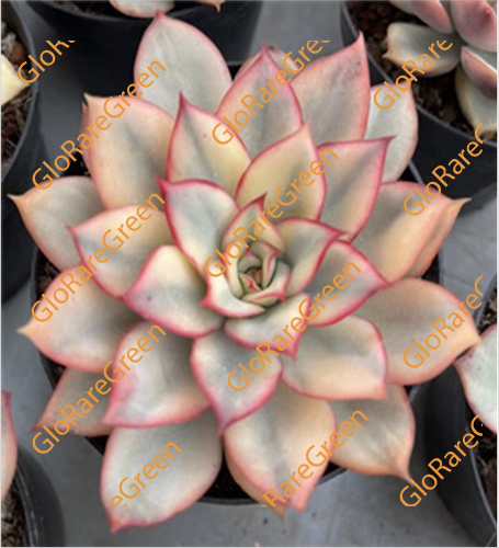 Mother of Pearl Plant var (8cm Plant Size 1 head)-Oct Group Buy