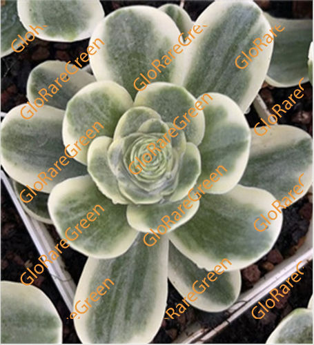 Echeveria Compton Carousel var (6cm Plant Size 1 head)-Oct Group Buy