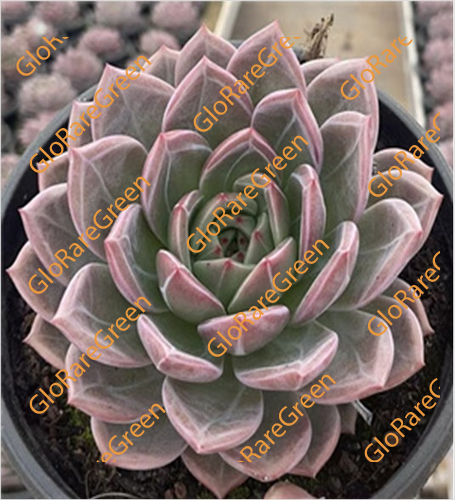 Echeveria Champagne (15cm Plant Size 1 head)-Oct Group Buy