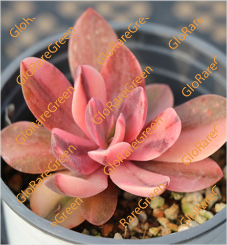 Flower Boat var (5cm Plant Size 1 head)-Oct Group Buy