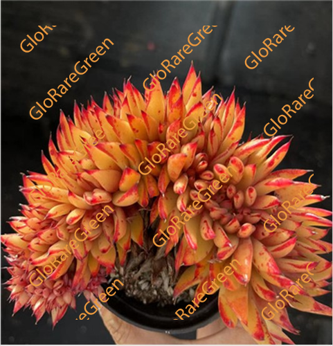 Ike Soul cristata (10CM Plant Size cristata)-Oct Group Buy