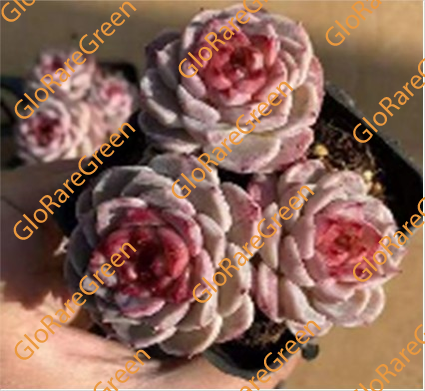 Velvet (7cm Plant Size 3 heads)