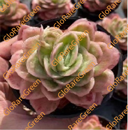 Ice Rose (9cm Plant Size 1 head) - Spring Group Buy