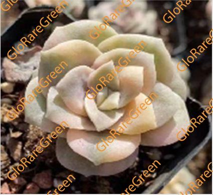 Lovely Rose Var. (7cm Plant Size 1 head)