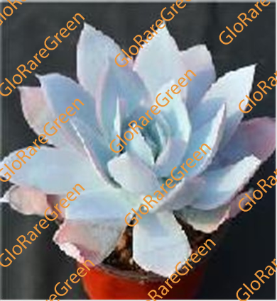 Echeveria cante Glass & Mendoza-Garcia (12cm Plant Size 1 head)