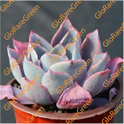 Echeveria Afterglow (12cm Plant Size 1 head)