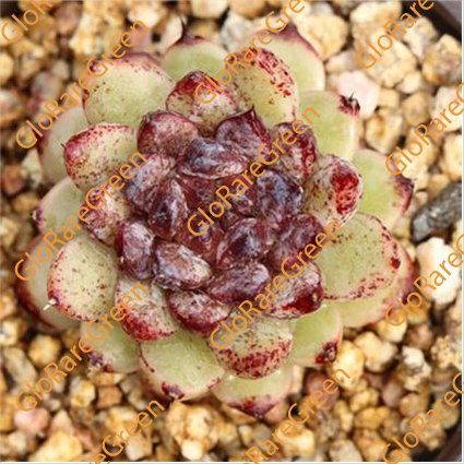 Red Crystal (4cm Plant Size 1 head)