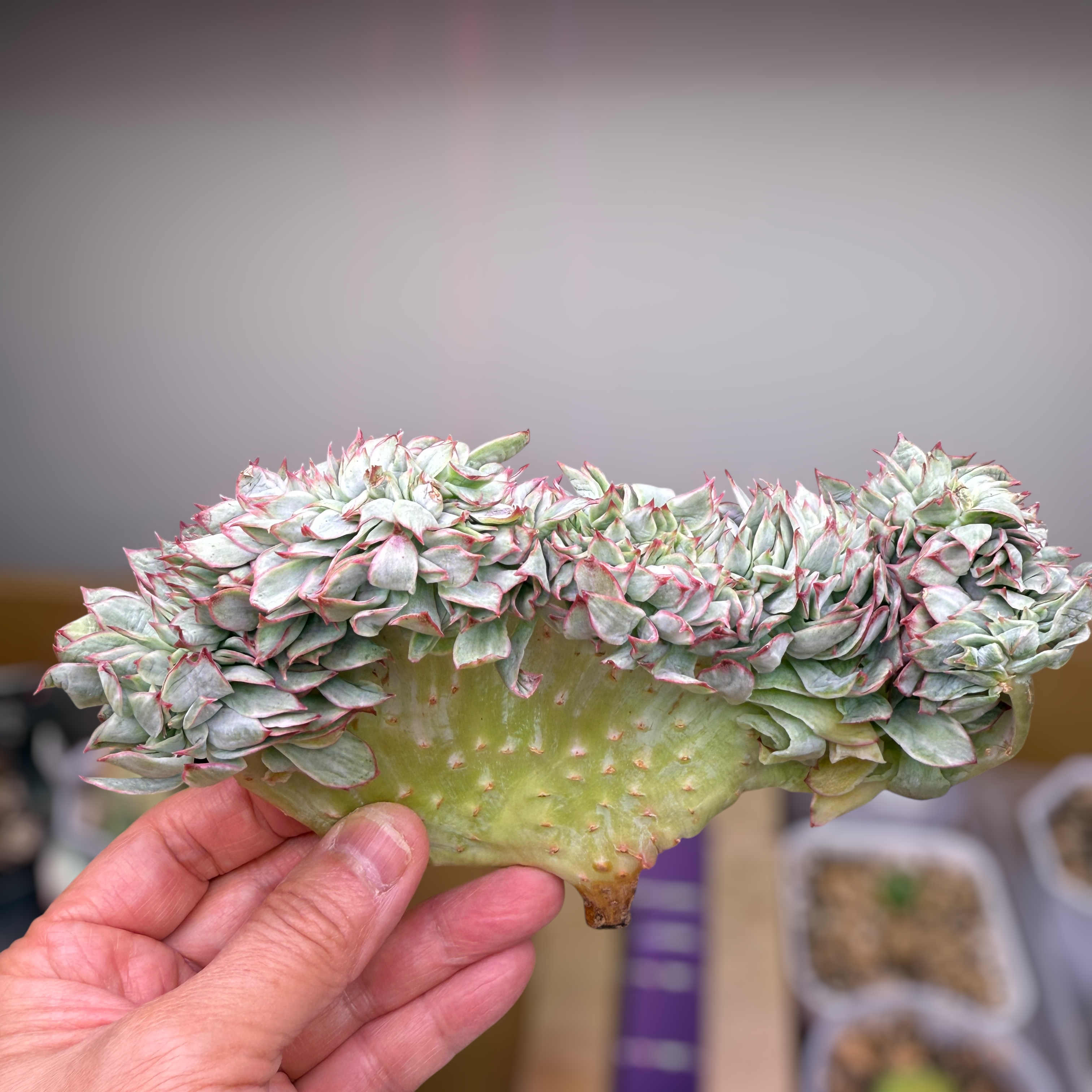 Echeveria Moon Gadnis Var (10cm plant size cristata)