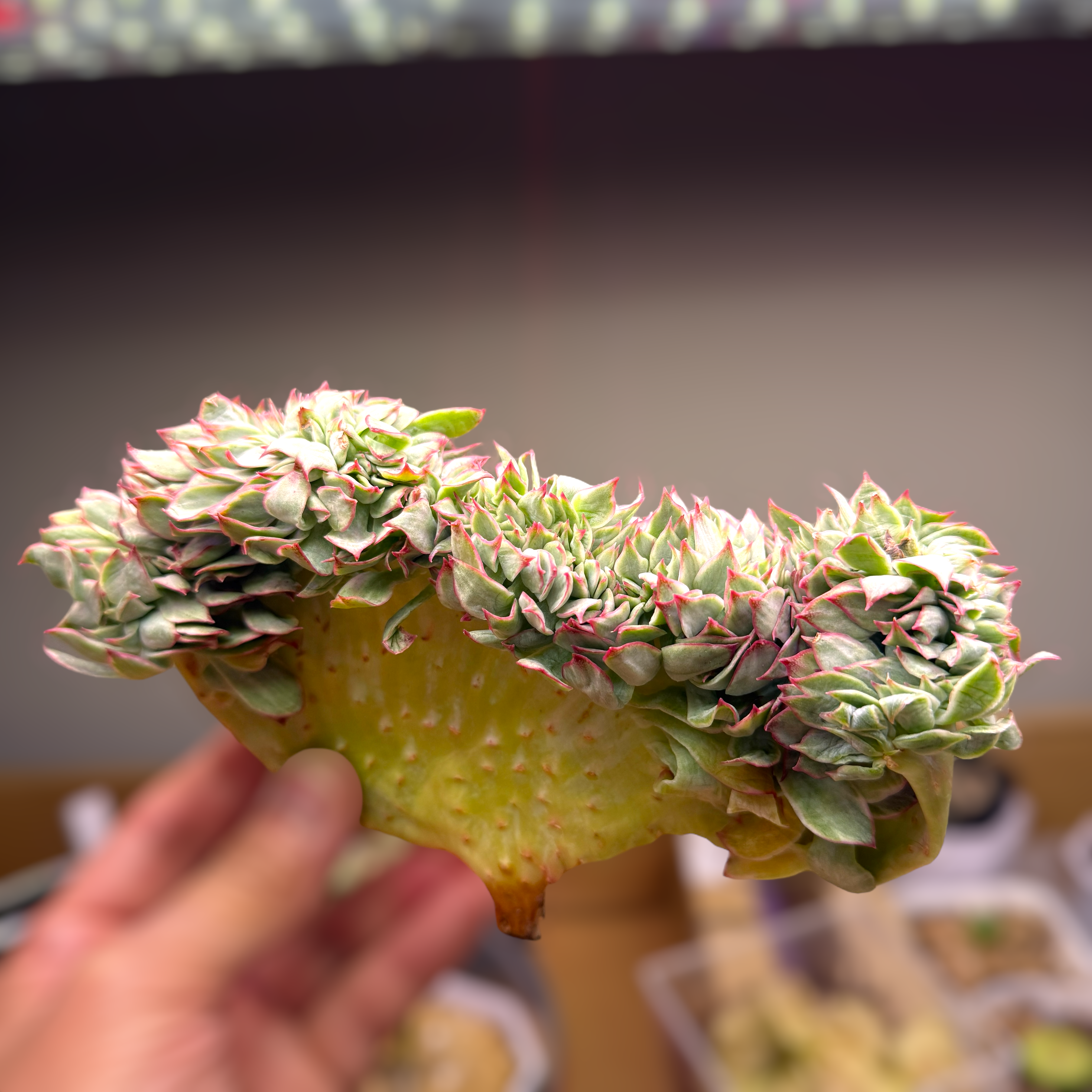 Echeveria Moon Gadnis Var (10cm plant size cristata)