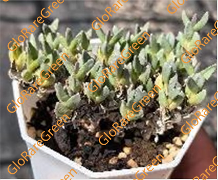 Braunsia maximiliani (5.5cm Pot Size cluster)-Spring Group Buy