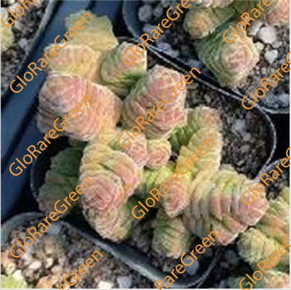 Crassula columella (6 cm Plant Size cluster)-Spring Group Buy
