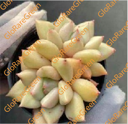 Ivory (5cm Plant Size 2 heads)-Spring Group Buy