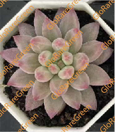 Cherry (7cm Plant Size 1 head)-Spring Group Buy