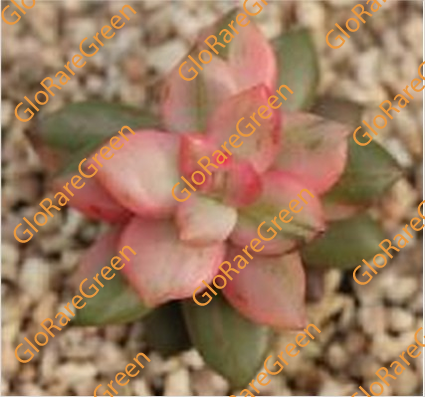 Black Beauty var (3cm Plant Size 1 head)-Spring Group Buy