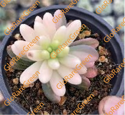 Sedum pachyphyllum rose var (5-6cm Plant Size 1 head)-Spring Group Buy