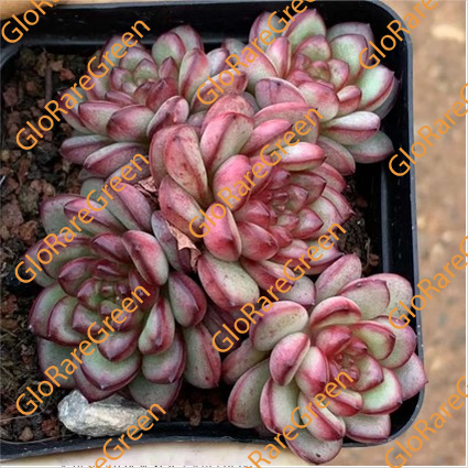 Adam (5cm Plant Size cluster)- Mar Group Buy