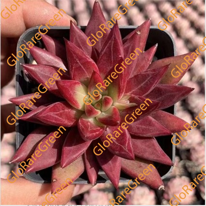 Red Soul (6 cm Plant Size 1 head)