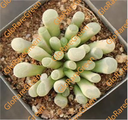 Fairy Elephant's Feet (4cm Plant Size cluster)