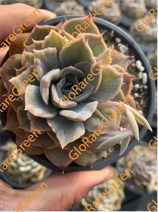 Echeveria Fiona Petrified (8cm Plant Size )