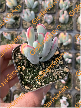 Cotyledon Orbiculata CV.long leaf var (4-5cm Plant Size 1 head)