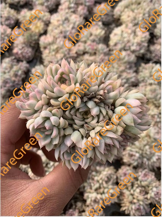 Echeveria Mebina white var (7cm Plant Size cluster)