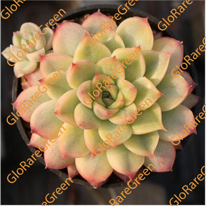 Mebina yellow color var (5.5cm Plant Size 1 head)