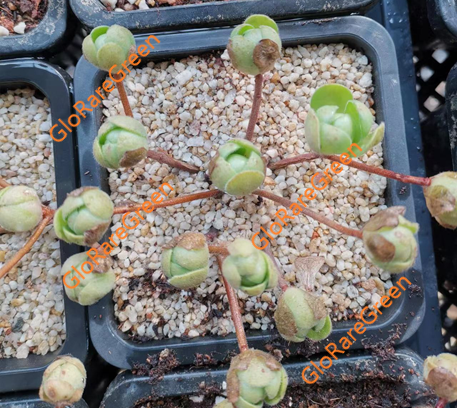 Aeonium Saundersii (10cm Plant Size cluster)