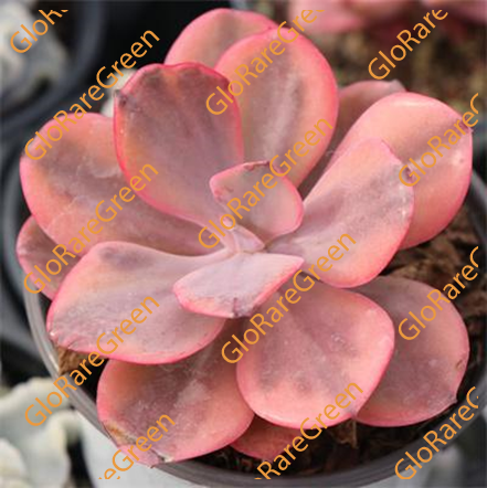 Angel wing variegated (8cm Plant Size 1 head)
