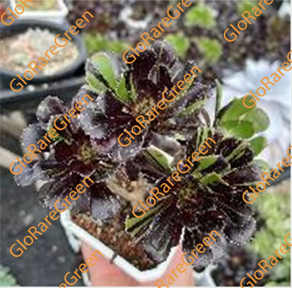 Aeonium Bigbang (3-4 head) - Spring Group Buy